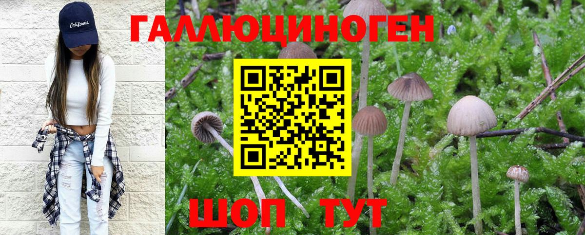 Псилоцибиновые грибы Psilocybe Чайковский